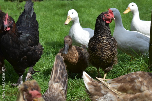 Hens and ducks in a free-range environment