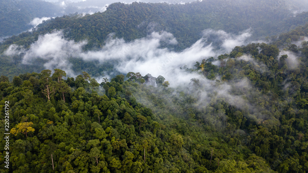 Aerial drone view of mist and low cloud over a dense tropical rain forest