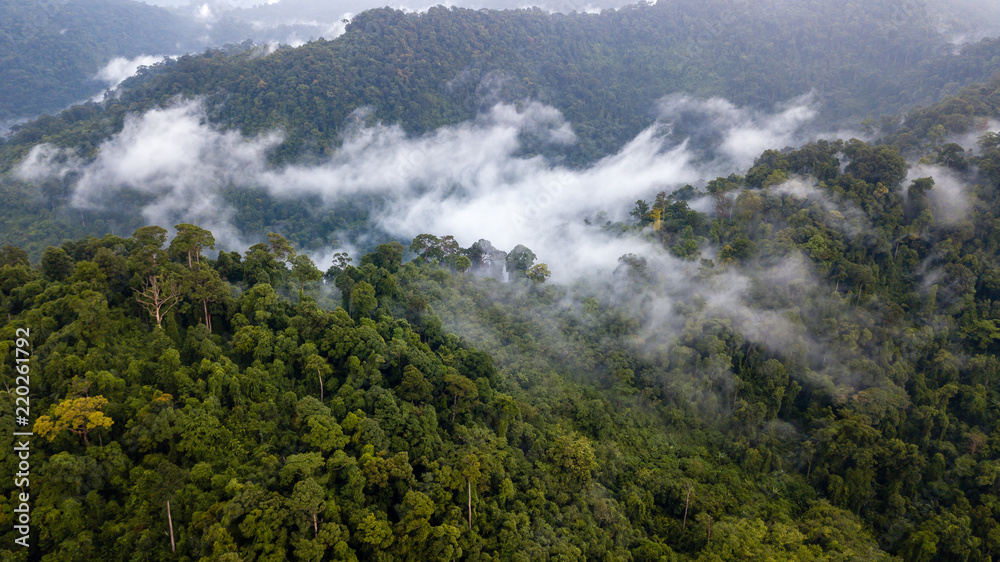 custom made wallpaper toronto digitalAerial drone view of mist and low cloud over a dense tropical rain forest