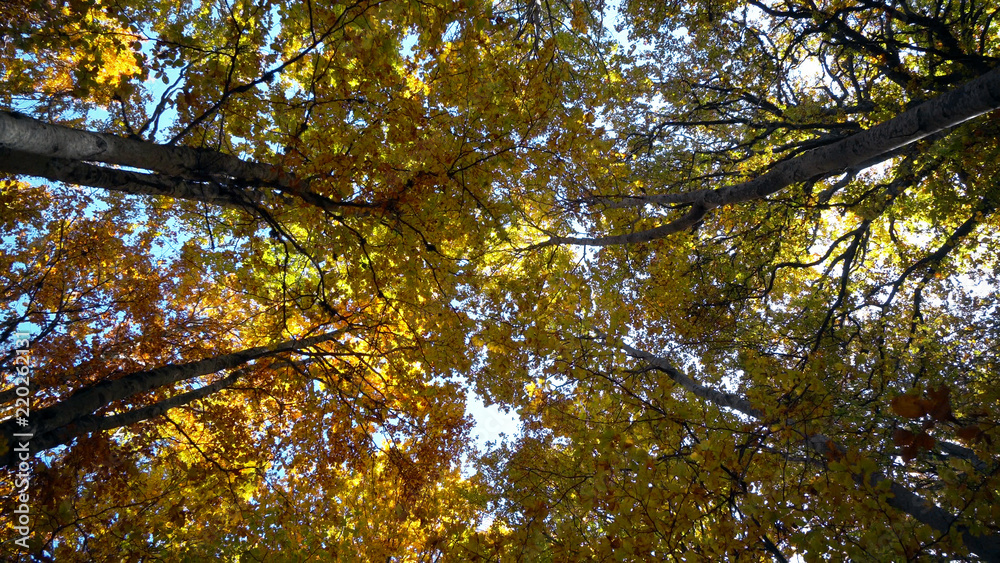 Autumn sun shine with tree tops in forest Autumn sun shine with tree tops in forest