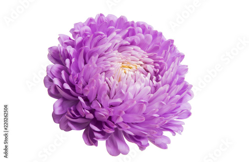 aster flowers isolated