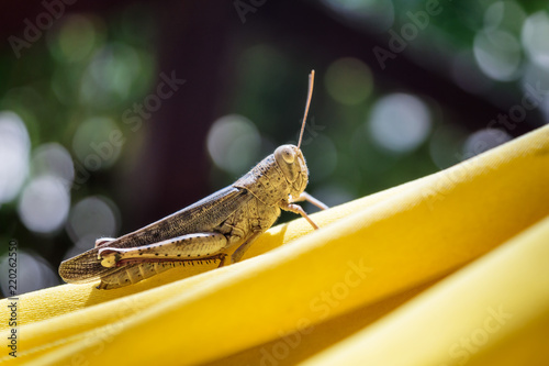 Closeup of a brown grasshopper in a yellow hammock, Togian Islands, Indonesia photo