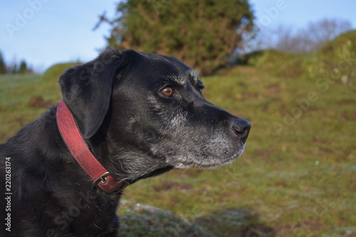 Black Labrador sitting in a field staring