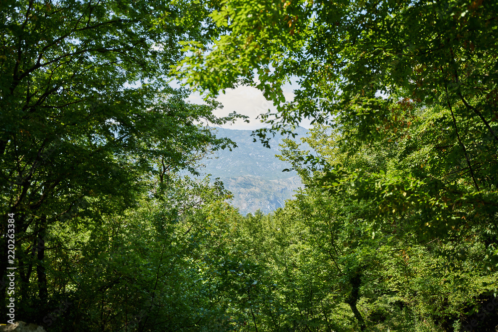 Obraz premium Blick durch das Grüne
