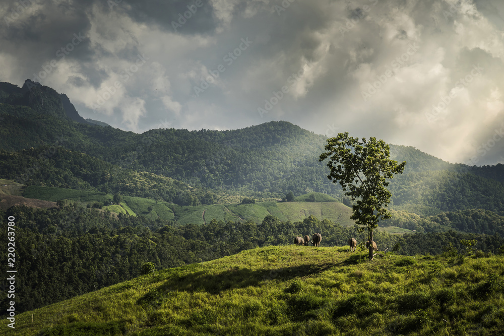 Fototapeta premium View the complete fields in the country, Thailand