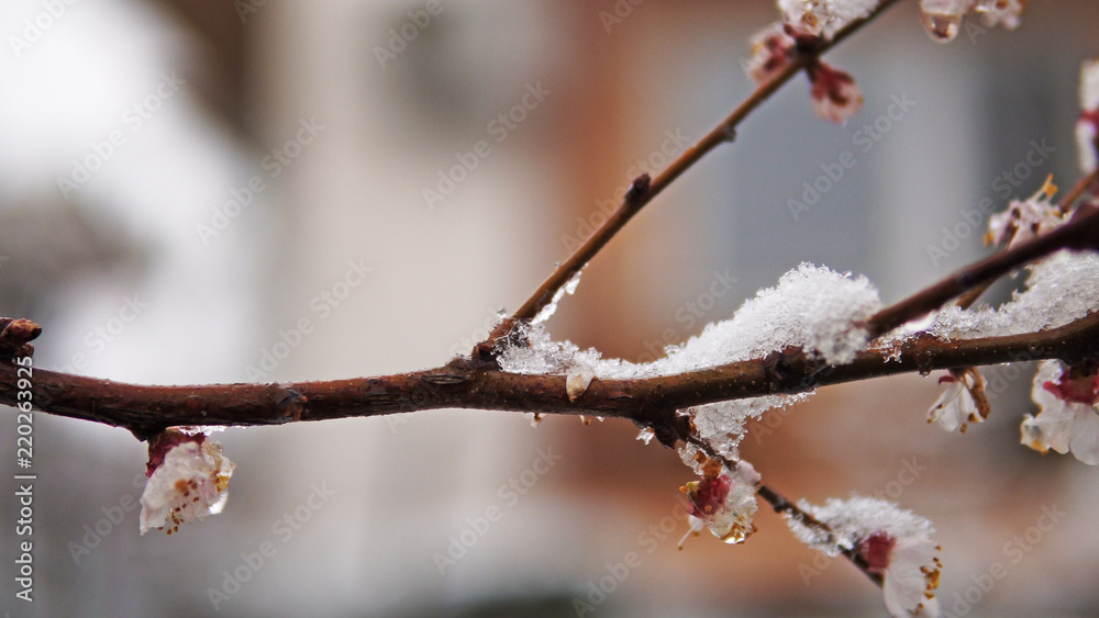 Flowering blossom apricot tree and spring snow coverage on branches, cinematic dof shot Flowering blossom apricot tree and spring snow coverage on branches, cinematic dof shot