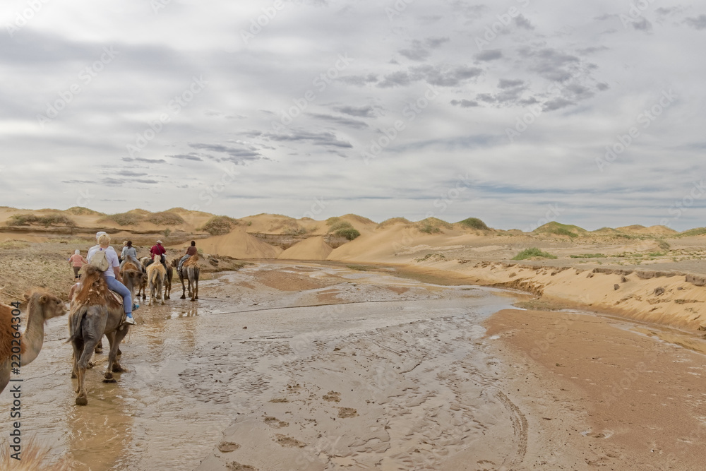 Gobi Desert - a caravan for tourists on camels right after the rain.