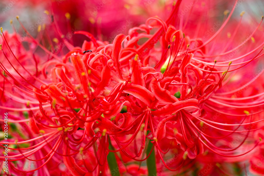 cluster amaryllis at Murakami Green Park in Yachiyo city, Chiba, Japan cluster amaryllis at Murakami Green Park in Yachiyo city, Chiba, Japan