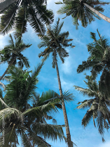 Palm trees from bottom view photo