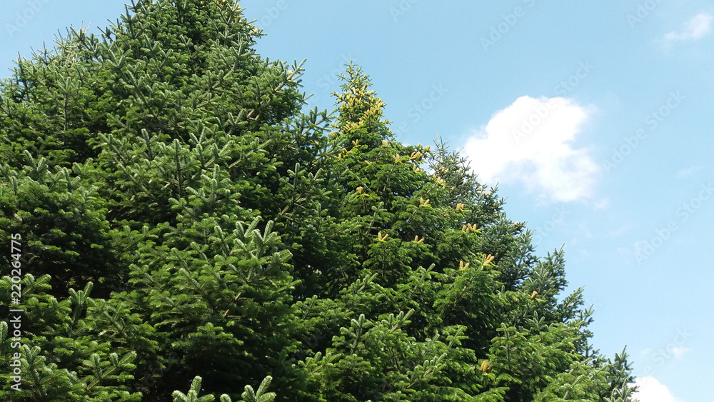 Fototapeta premium Tannen im Harz in Bad Grund