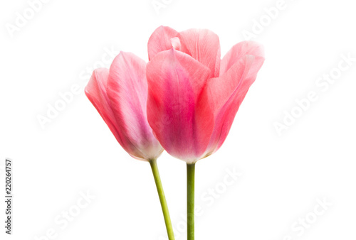 pink tulips isolated