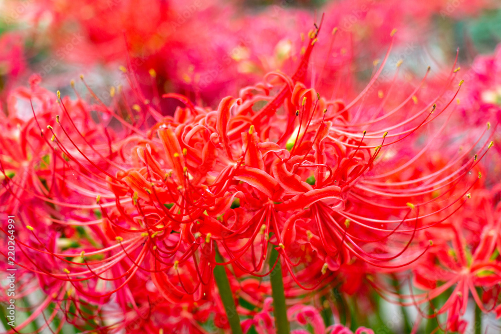 cluster amaryllis at Murakami Green Park in Yachiyo city, Chiba, Japan cluster amaryllis at Murakami Green Park in Yachiyo city, Chiba, Japan
