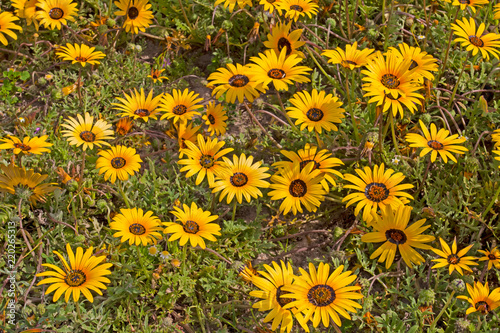 Yellow Magriet daisy wildflowers photo