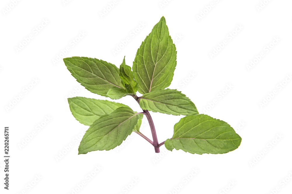 Chocolate Mint's fresh leaves at white background Chocolate Mint's fresh leaves at white background