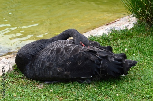 Fototapeta Naklejka Na Ścianę i Meble -  swan on the lake
