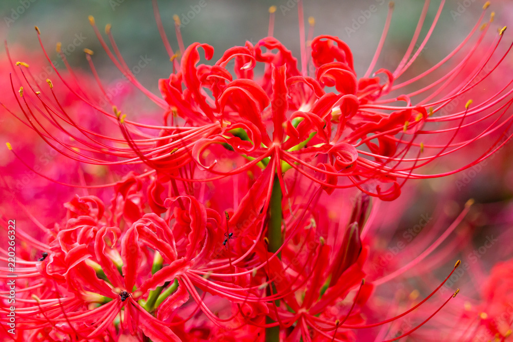 cluster amaryllis at Murakami Green Park in Yachiyo city, Chiba, Japan cluster amaryllis at Murakami Green Park in Yachiyo city, Chiba, Japan
