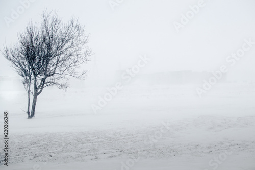 Lone tree in a snowstorm © Krispen