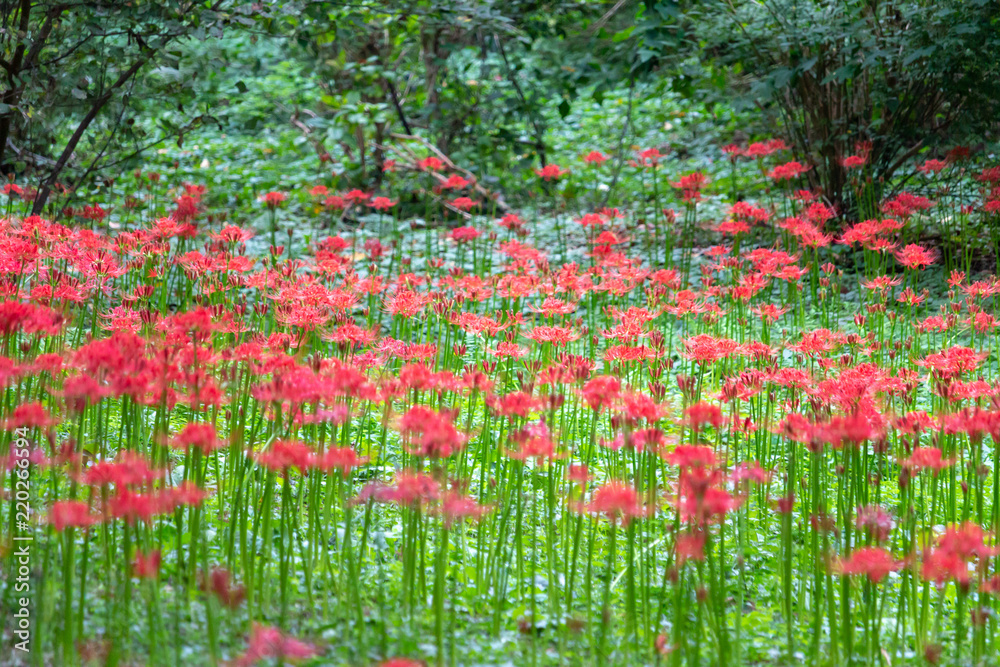 cluster amaryllis at Murakami Green Park in Yachiyo city, Chiba, Japan cluster amaryllis at Murakami Green Park in Yachiyo city, Chiba, Japan
