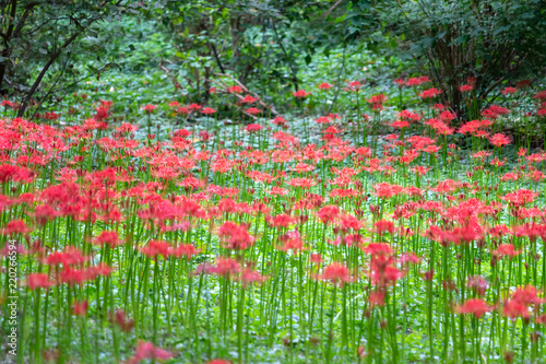 cluster amaryllis at Murakami Green Park in Yachiyo city, Chiba, Japan photo