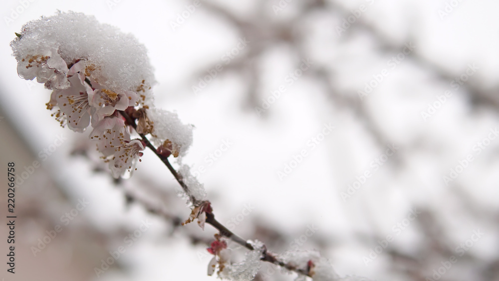 Tree blossom flower with spring snow