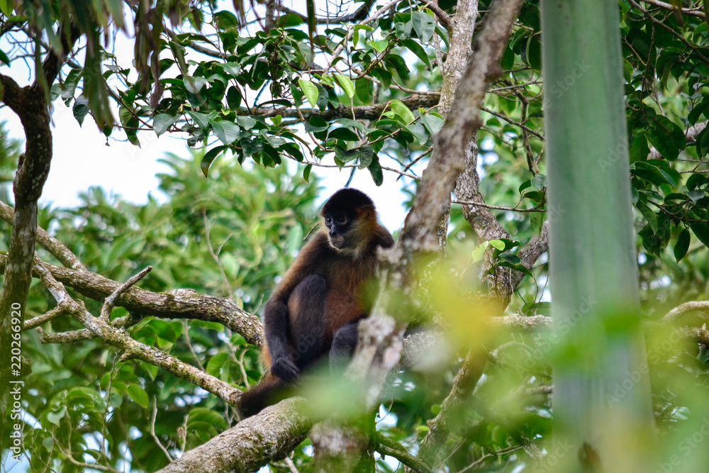 Obraz premium Wild monkey in its habitat