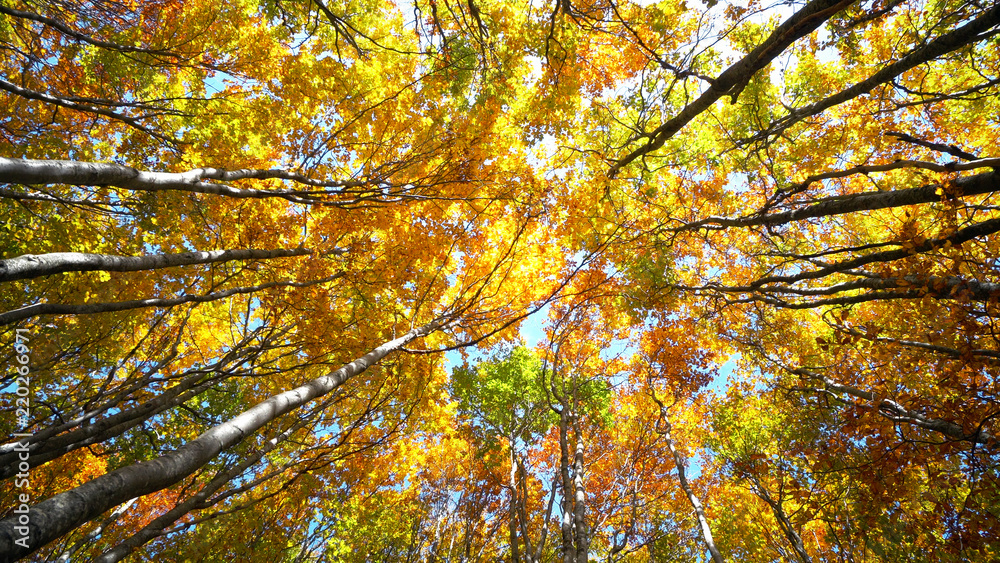 Forest Autumn Trees Woods. Sun Shining Through Nature Tree.sBeginning Afterlife Spirituality Renewal Awakening Concept Forest Autumn Trees Woods. Sun Shining Through Nature Tree.sBeginning Afterlife Spirituality Renewal Awakening Concept