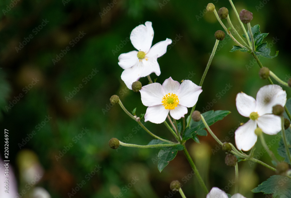 Obraz premium Weiße Blumen