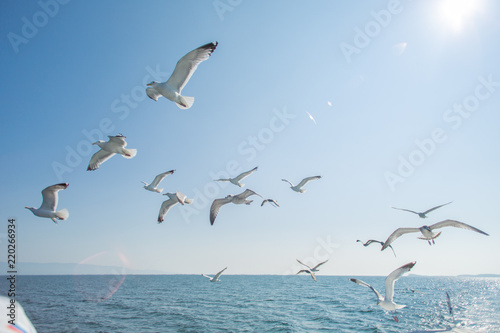 Чайки в небе © budaevps