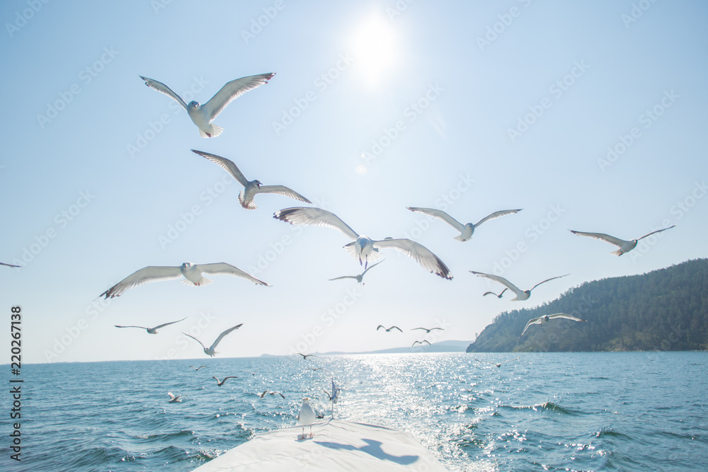 Obraz premium Чайки в небе