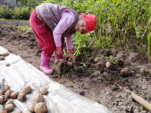 harvesting potatoes, the girl is harvesting potatoes