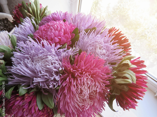 Bouquet of colored asters. Autumn flowers. Blurred background.