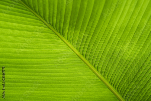 Banana leaf backlit sun - background