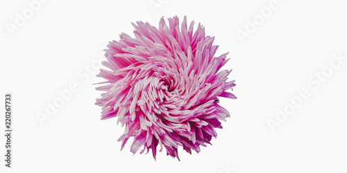 Colorful aster flowers forming a frame on a background, minimal concept, top view, copy space for your text pattern