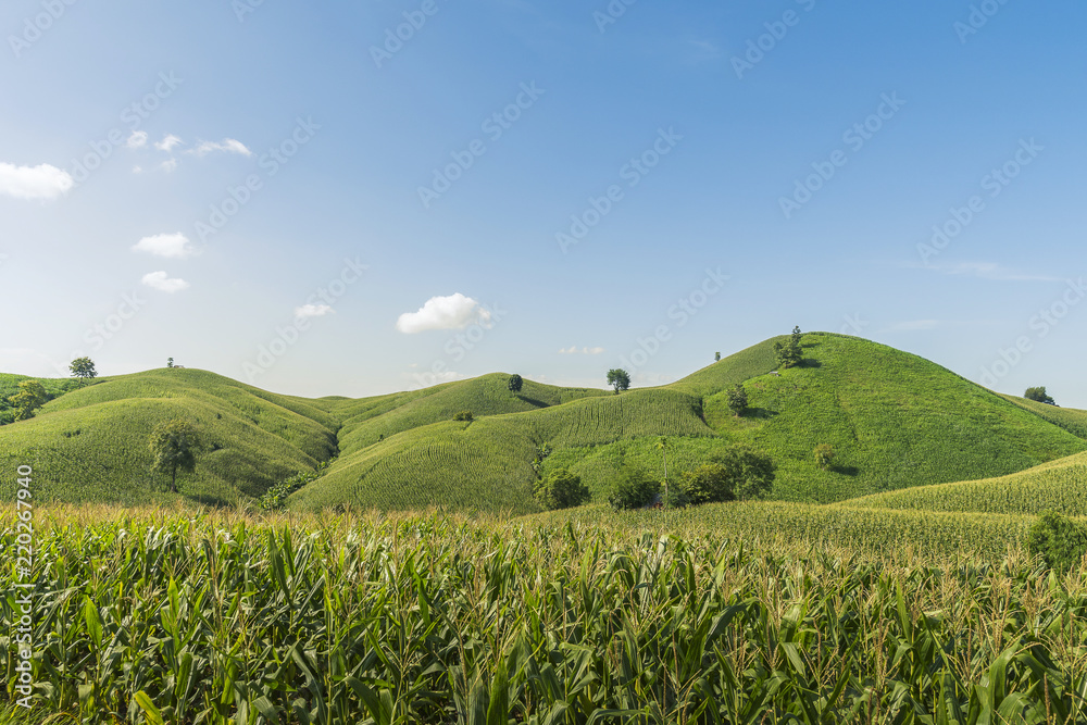 Corn industry on the Mountain in Thailand.