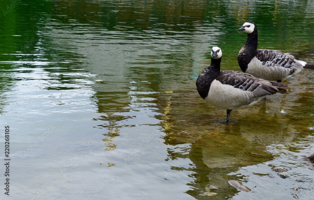 Obraz premium ducks on the lake 