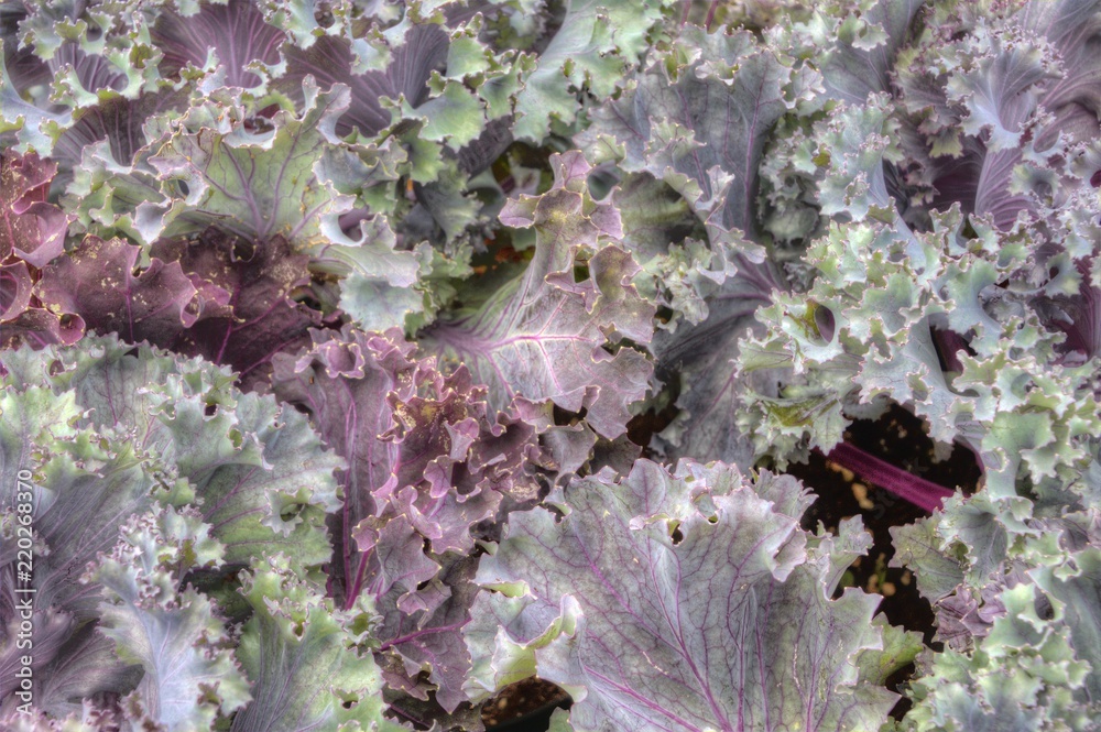 Closeup of Ornamental Silver Kale
