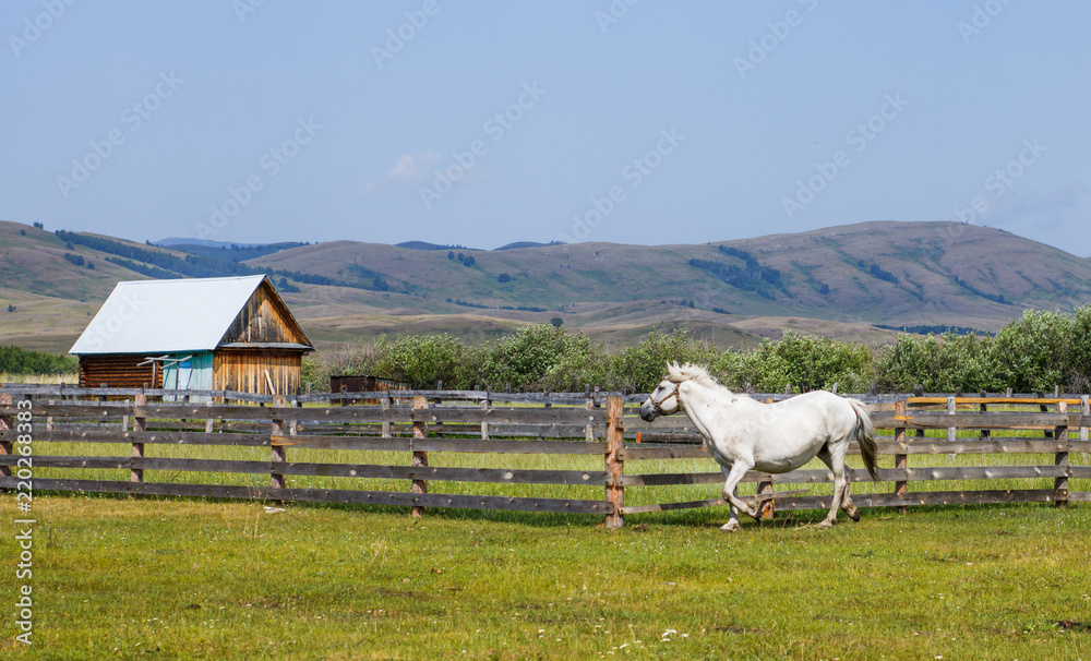 Obraz premium A white horse runs along the field along a village house