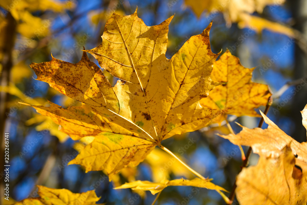 Yellow autumn leaves against blue sky background.