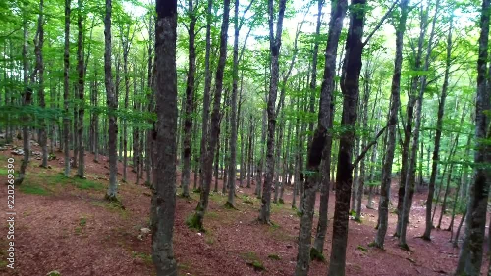 Fly into the Woods among the Beeches surrounded by nature in a beautiful landscape Fly into the Woods among the Beeches surrounded by nature in a beautiful landscape
