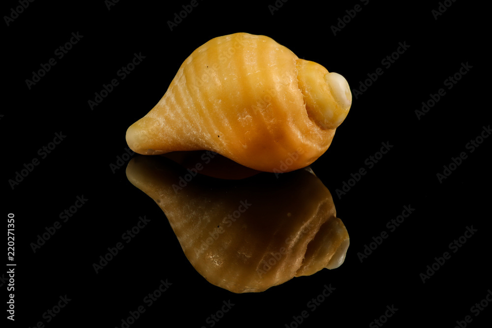 Shell Shell