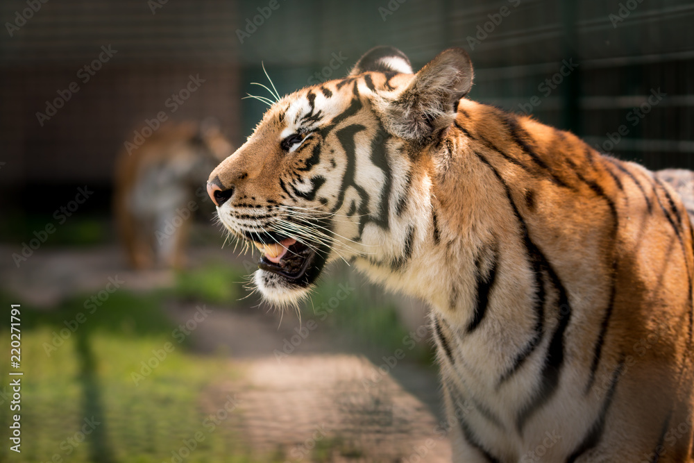 Naklejka premium tiger