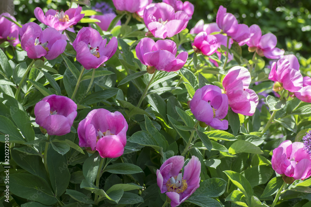 Paeonia suffruticosa pink purple springtime flower in bloom, flowering shrub Paeonia suffruticosa pink purple springtime flower in bloom, flowering shrub