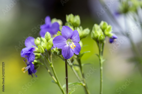 Polemonium caeruleum beautiful flowers in bloom, wild blue flowering plant