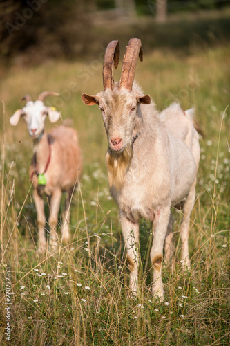 Big, white, goat male with long horns standing on the grass. © Branislav