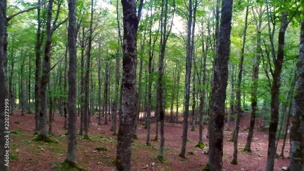 Fly into the Woods among the Beeches surrounded by nature in a beautiful landscape Fly into the Woods among the Beeches surrounded by nature in a beautiful landscape