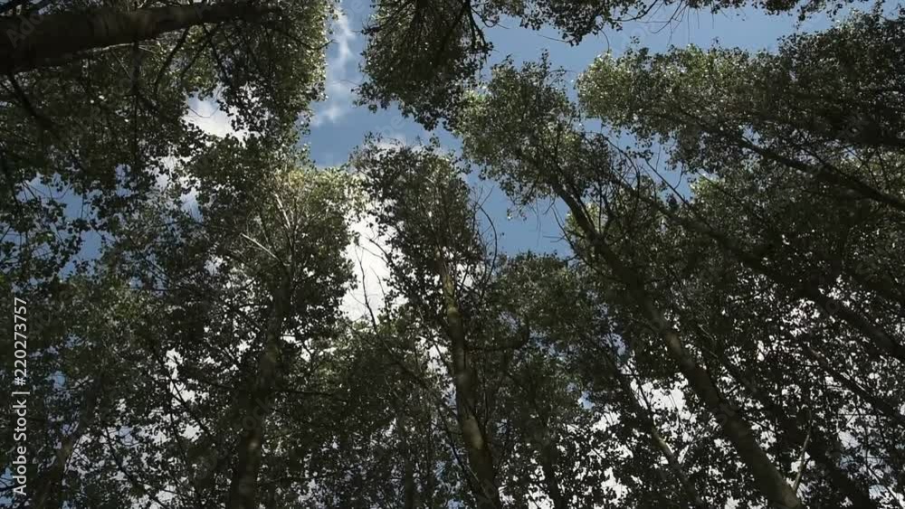 Tall trees in motion, waving in wind Tall trees in motion, waving in wind