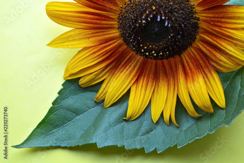 Fototapeta Naklejka Na Ścianę i Meble -  Garden decorative sunflower with big green leaf on yellow background. Close up