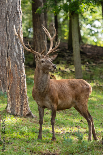 Fototapeta Naklejka Na Ścianę i Meble -  Red deer stag
