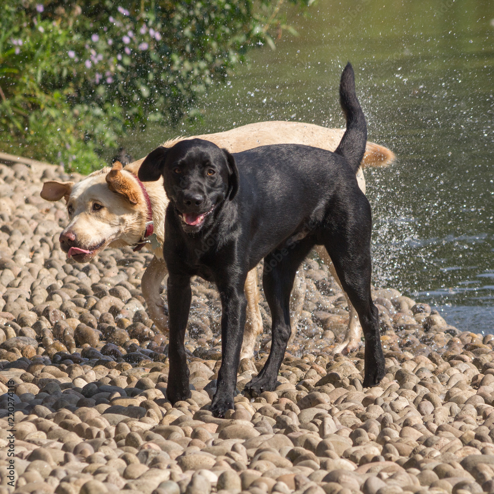 Two wet Dogs at Grovelands Park, London UK Two wet Dogs at Grovelands Park, London UK
