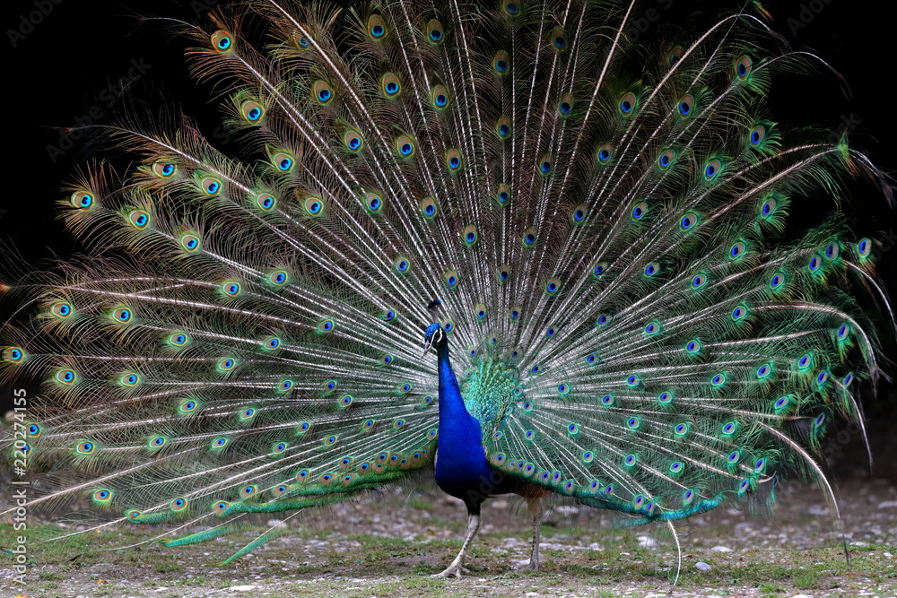 Obraz premium Pfau